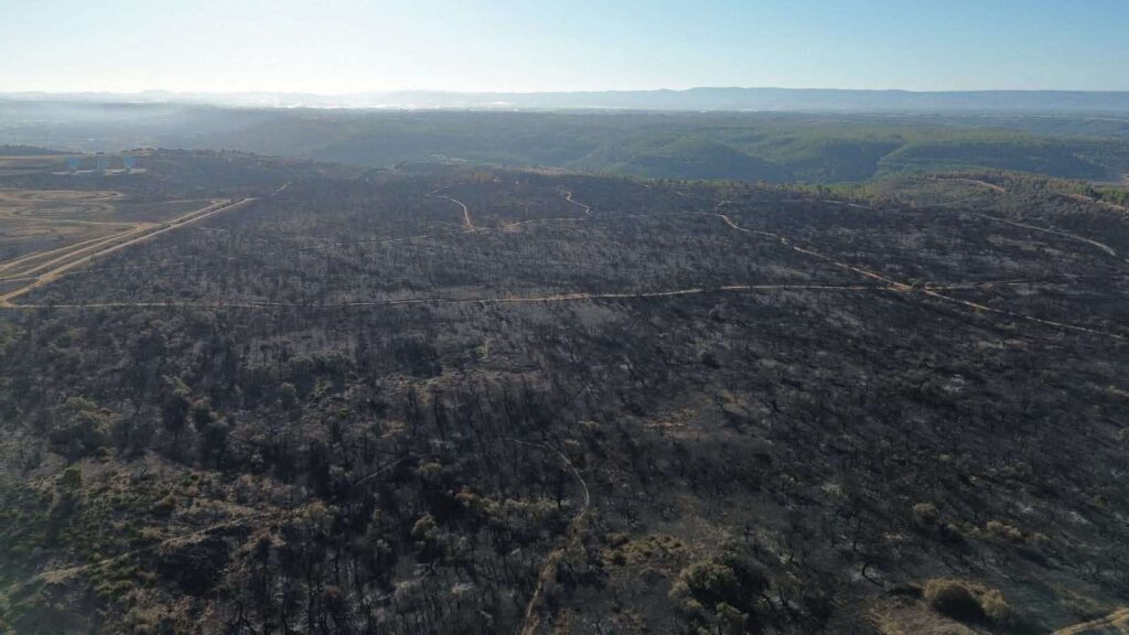 sughereta di Niscemi distrutta dal fuoco