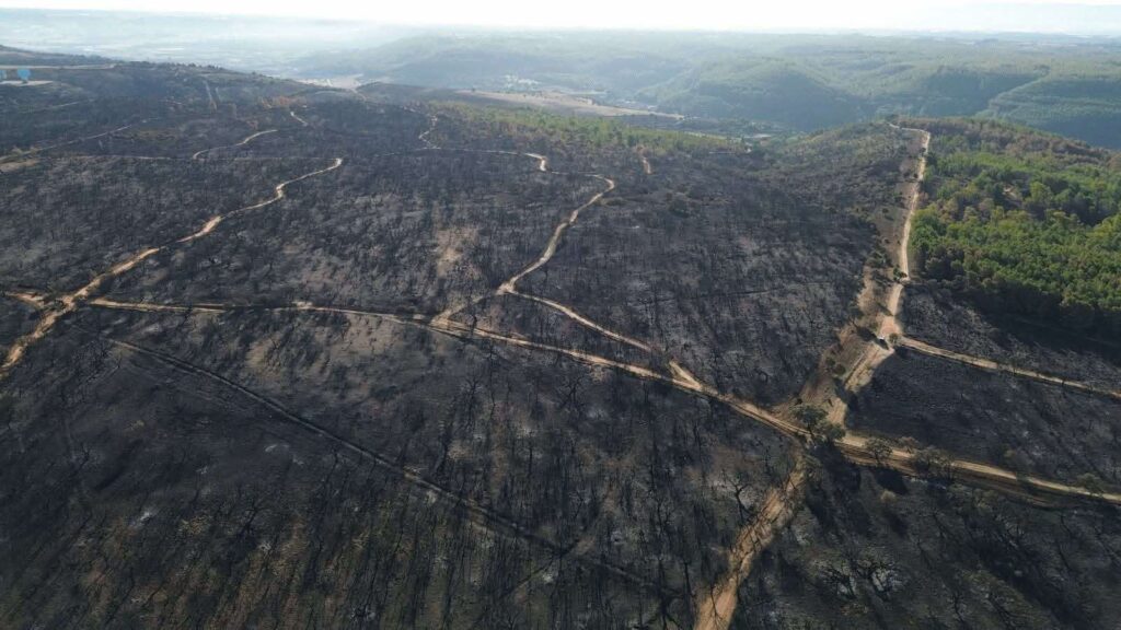 sughereta di Niscemi distrutta dal fuoco