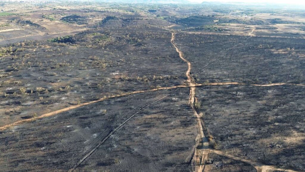 sughereta di Niscemi distrutta dal fuoco