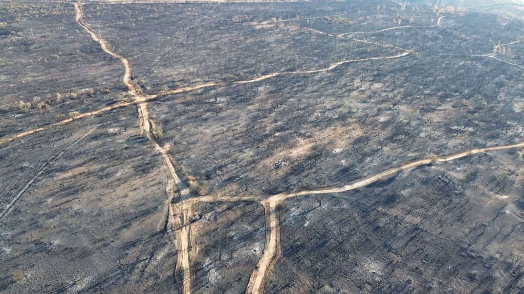 sughereta di Niscemi distrutta dal fuoco