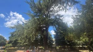 Alberi monumentali vibo
