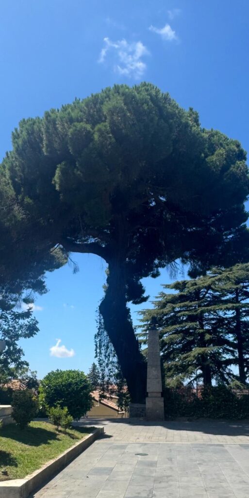 Alberi monumentali vibo