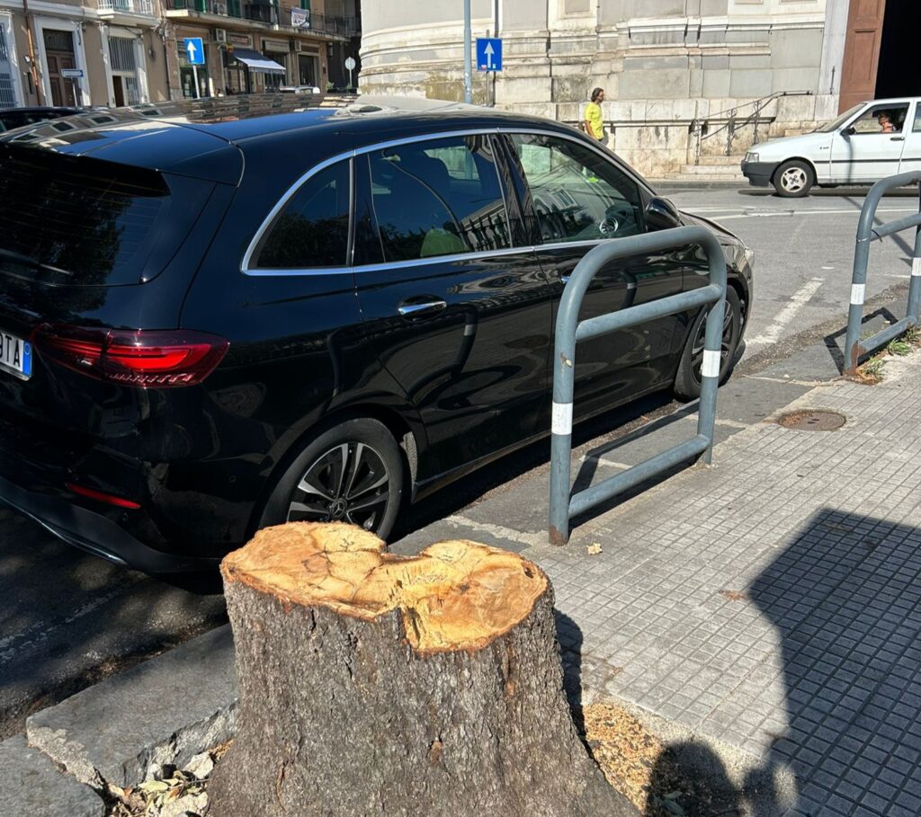 Albero tagliato in Centro città