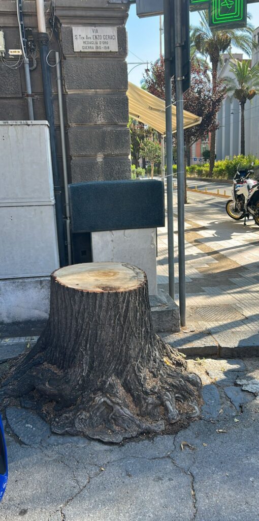 Albero tagliato in Via Geraci