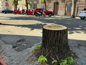 Albero tagliato in Via Trieste