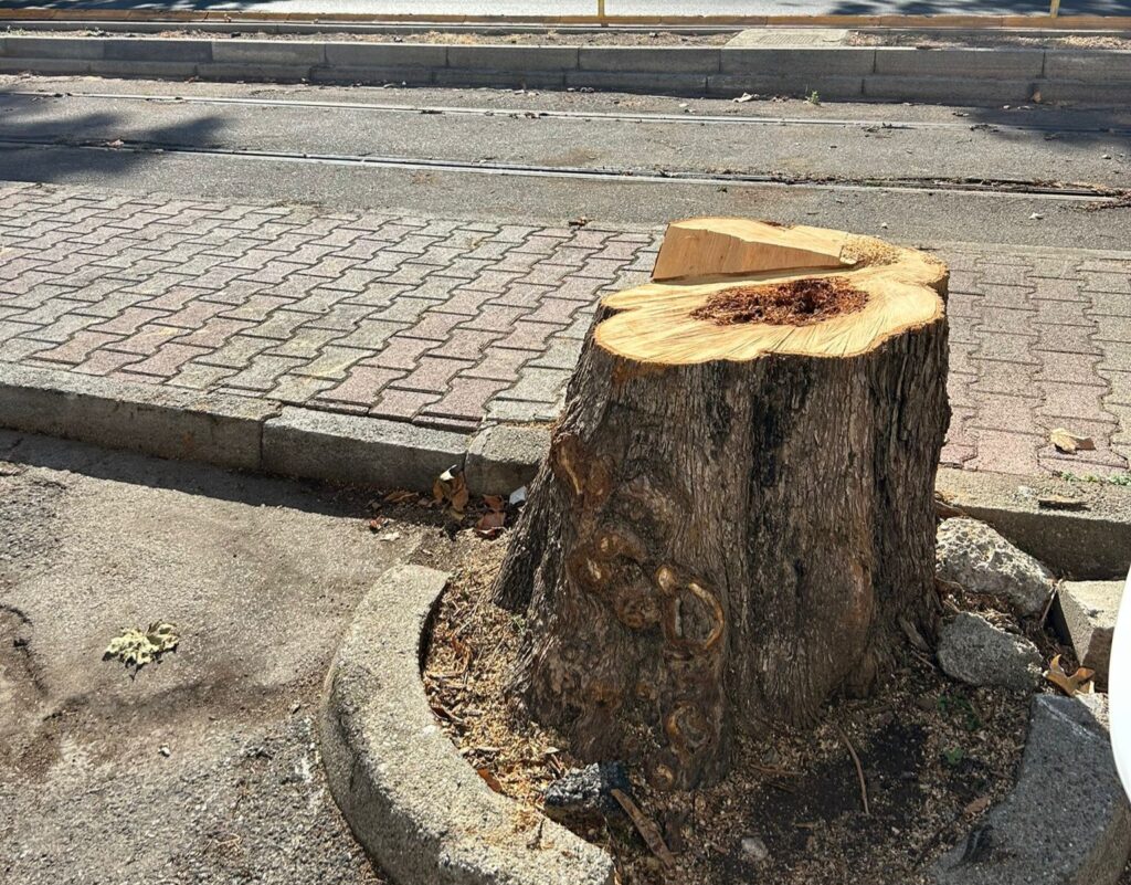 Albero tagliato in viale San Martino