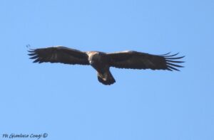 Aquila reale-Sila