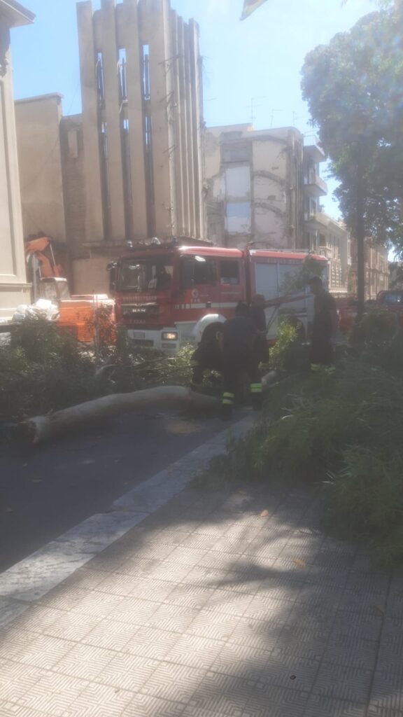 Ramo di un Albero caduto via Marina