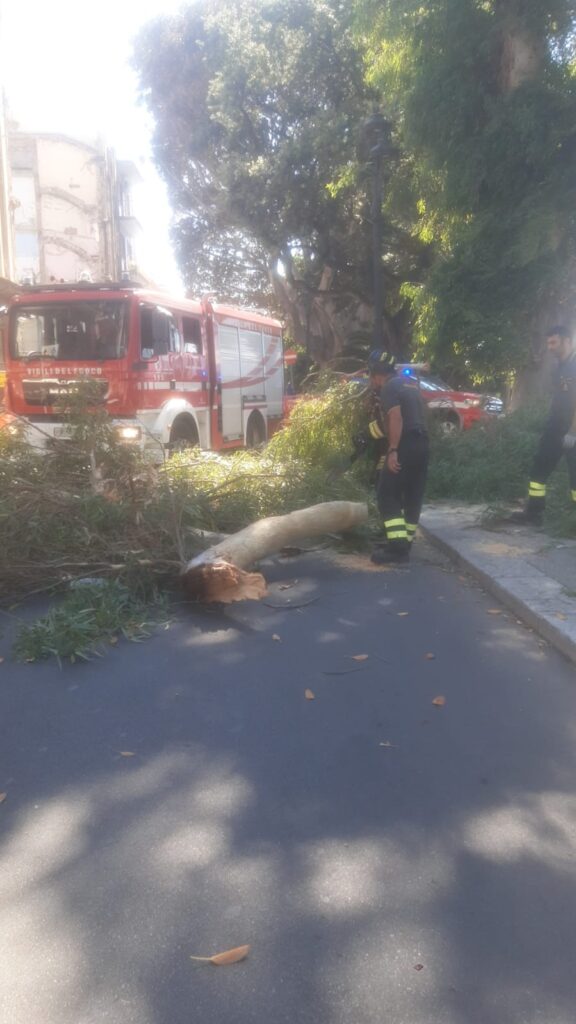 Ramo di un Albero caduto via Marina