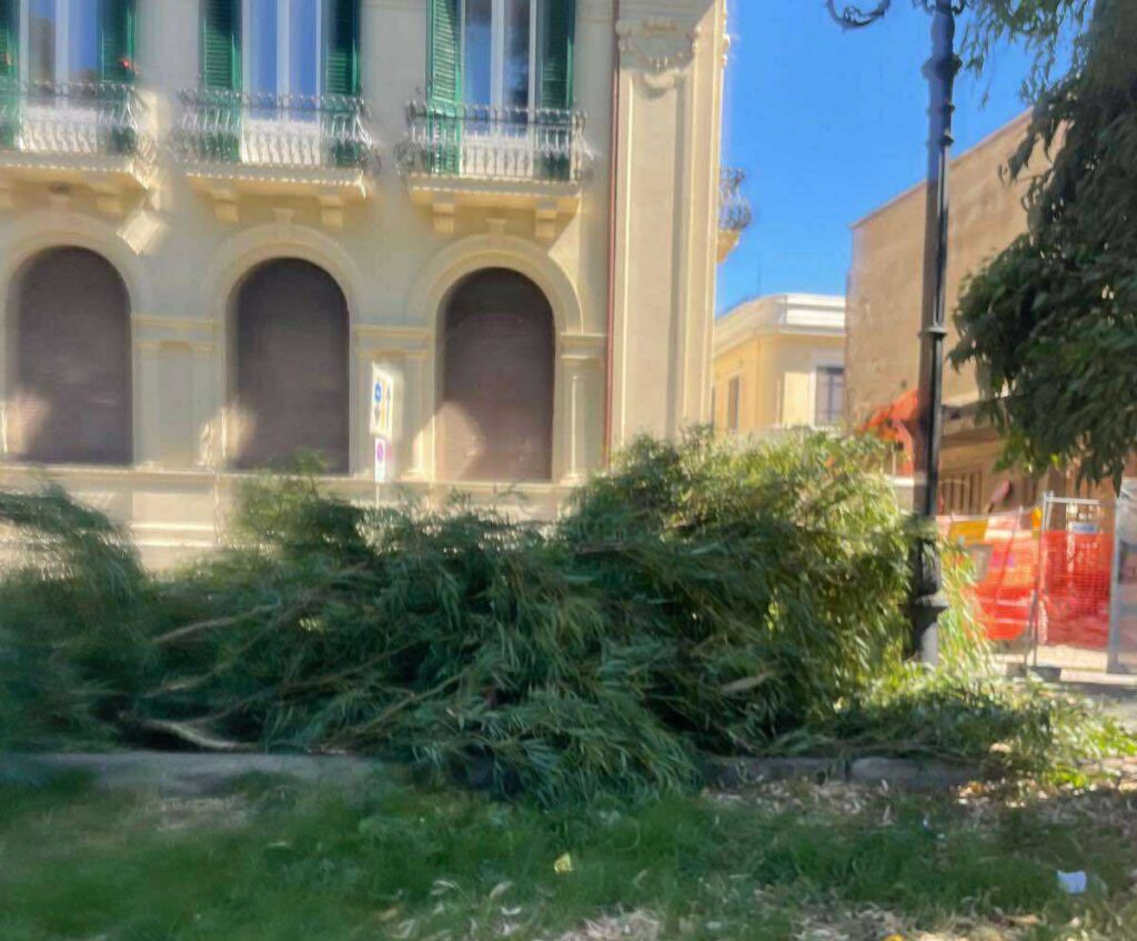 Crollo ramo albero via Marina