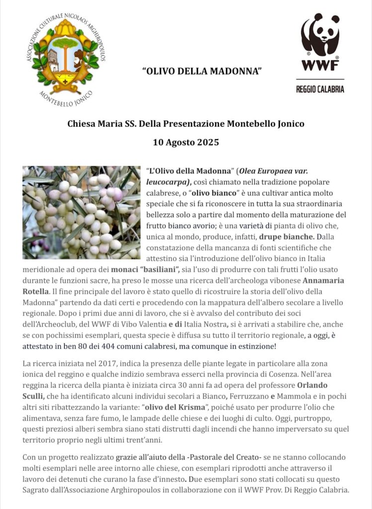 Festa della Beata Vergine Assunta in Cielo Olivo Bianco Madonna