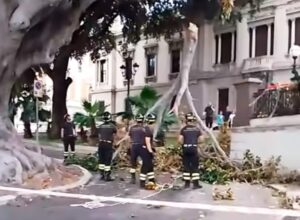 Si spezza ramo d'albero in via marina
