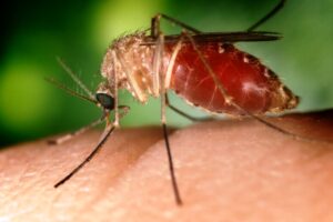 West Nile
