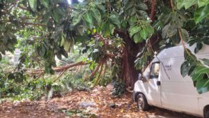 albero crollato slargo dietro l'Atam