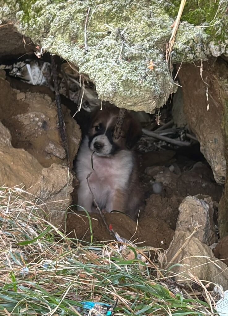 cagnolino salvato dalla polizia
