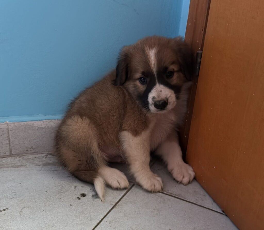 cagnolino salvato dalla polizia