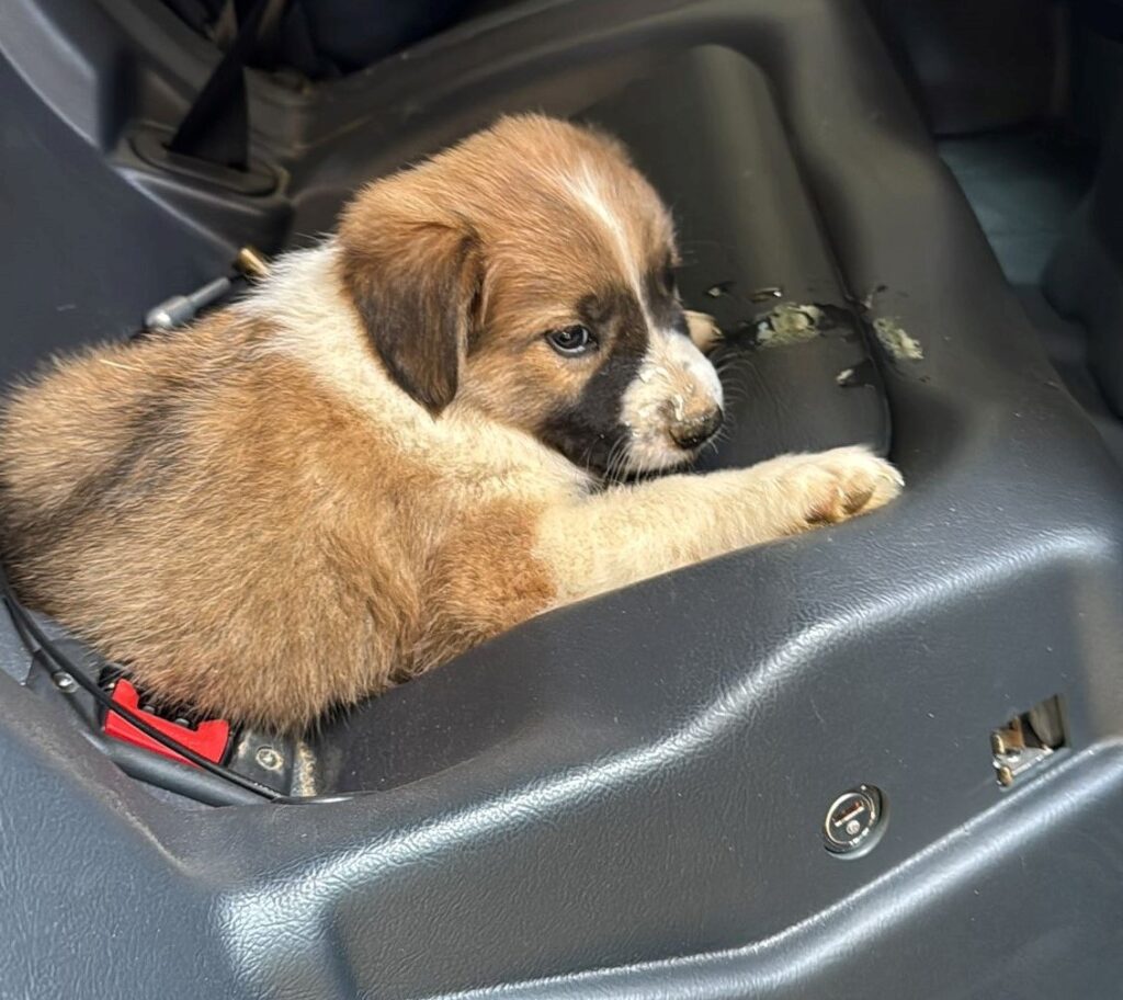 cagnolino salvato dalla polizia