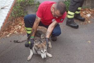 cane lanciato viadotto