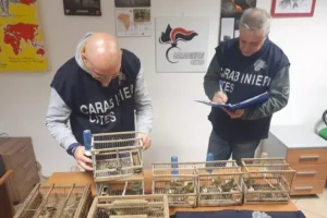 carabinieri cities sequestro cardellini