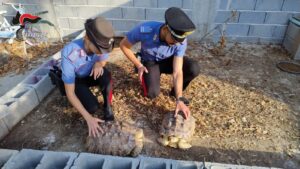 carabinieri mini zoo