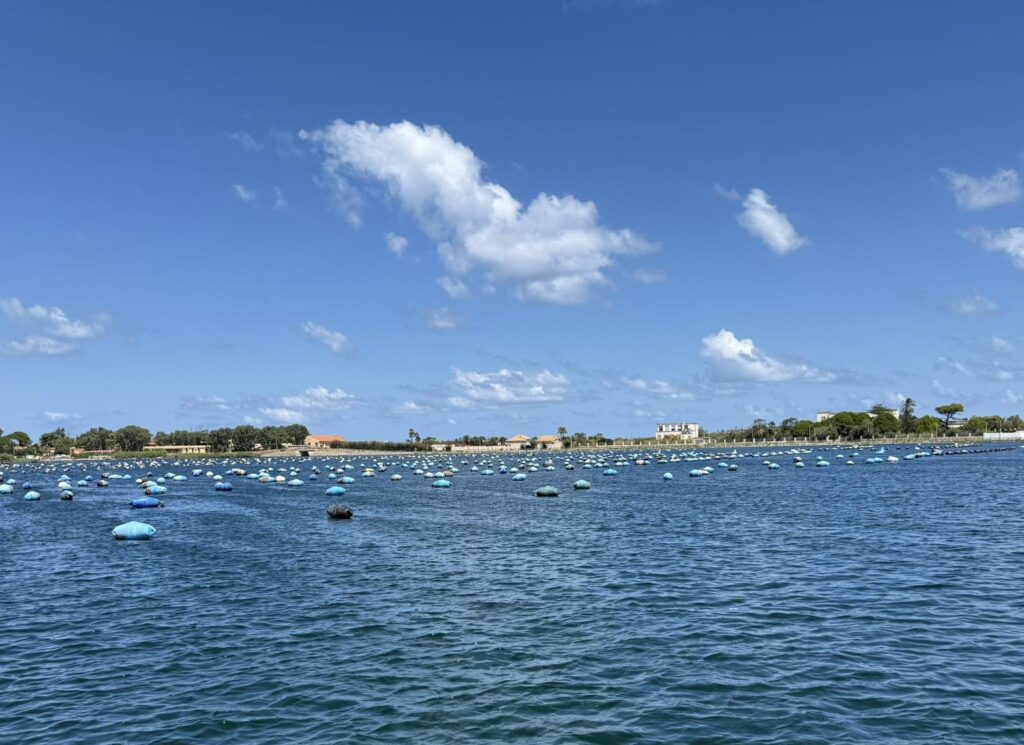 coltivazione cozze lago torre faro