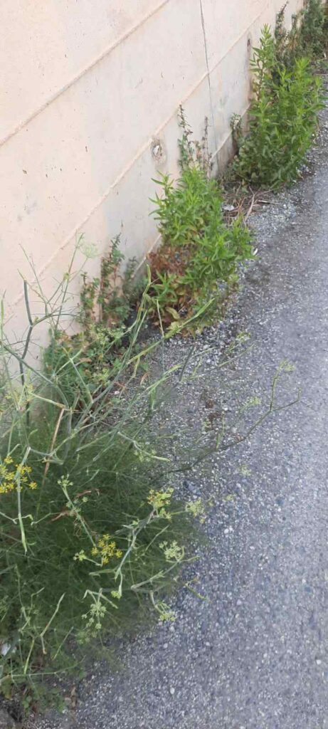 degrado riace capo