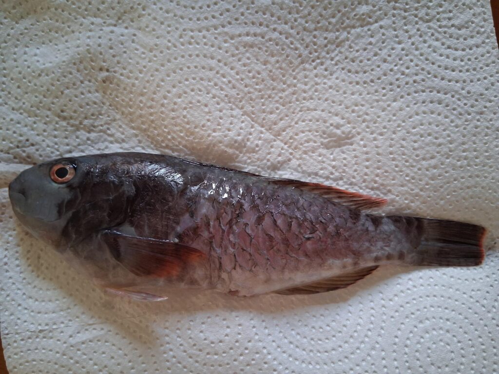 pesce raro calopinace