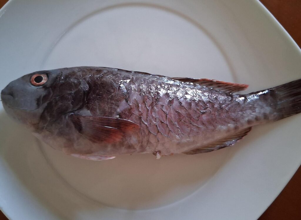 pesce raro calopinace
