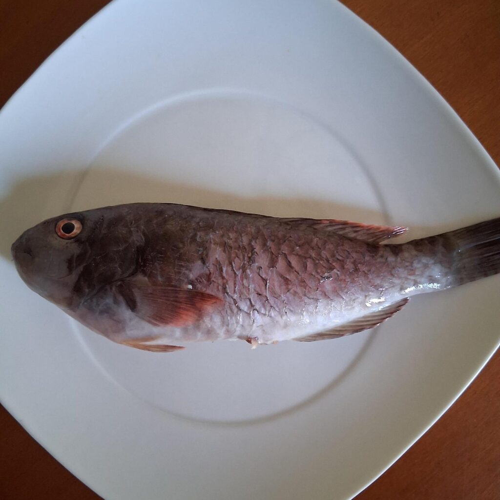 pesce raro calopinace