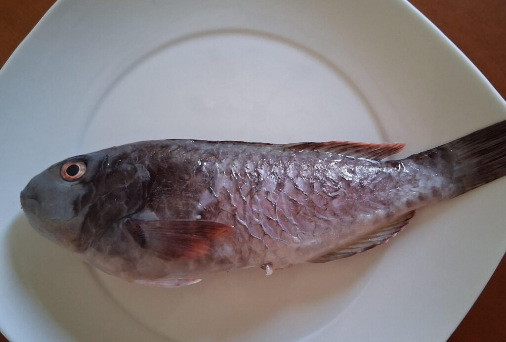 pesce raro calopinace