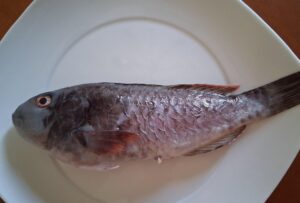 pesce raro calopinace
