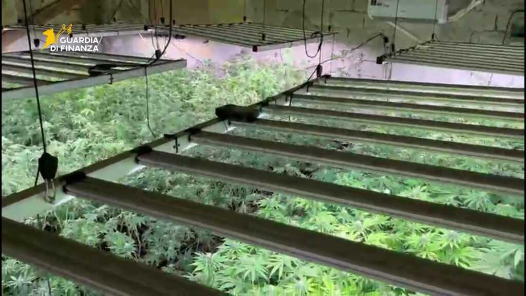 piantagione di marijuana