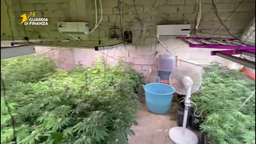 piantagione di marijuana