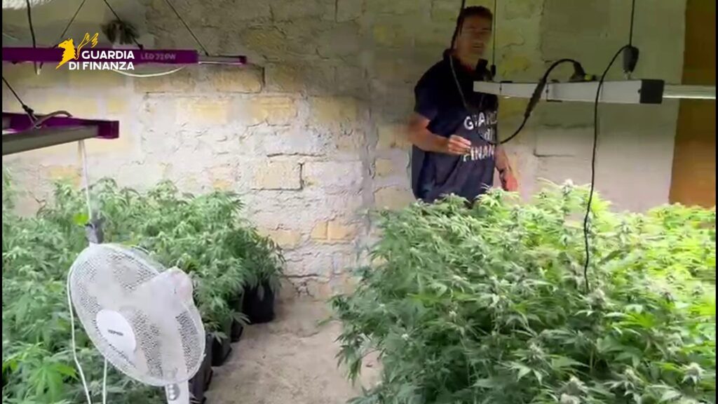 piantagione di marijuana
