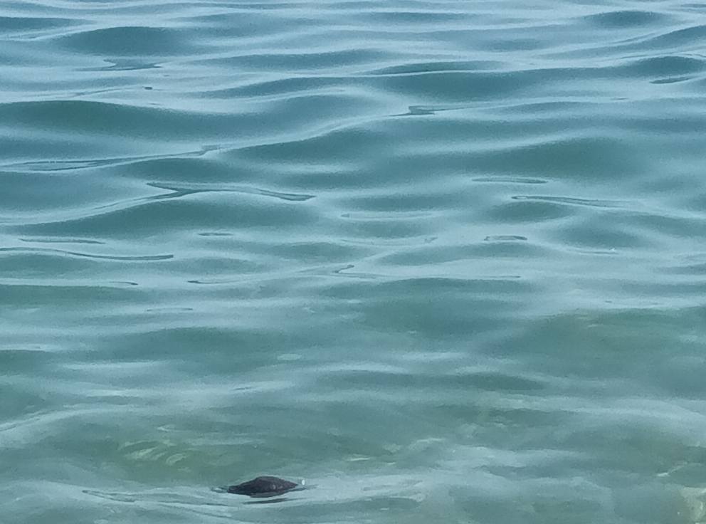 topi morti in mare ad aspra palermo