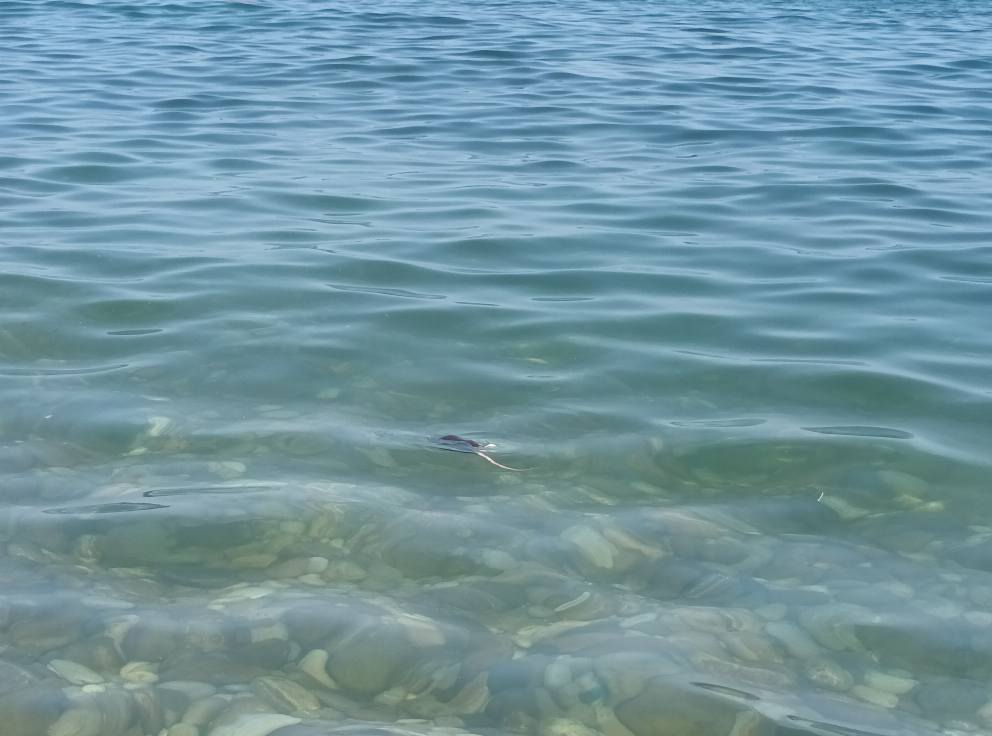 topi morti in mare ad aspra palermo