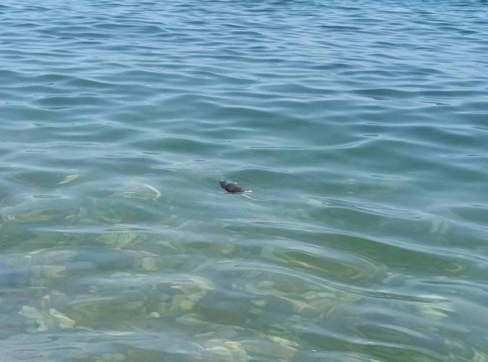 topi morti in mare ad aspra palermo