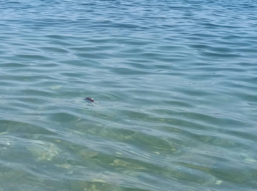 topi morti in mare ad aspra palermo