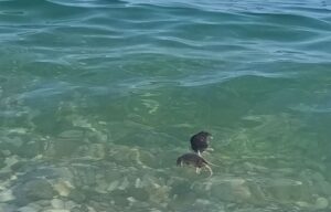 topi morti in mare ad aspra palermo