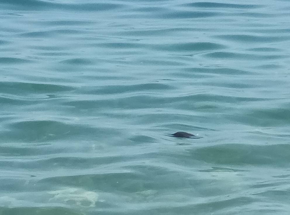 topi morti in mare ad aspra palermo