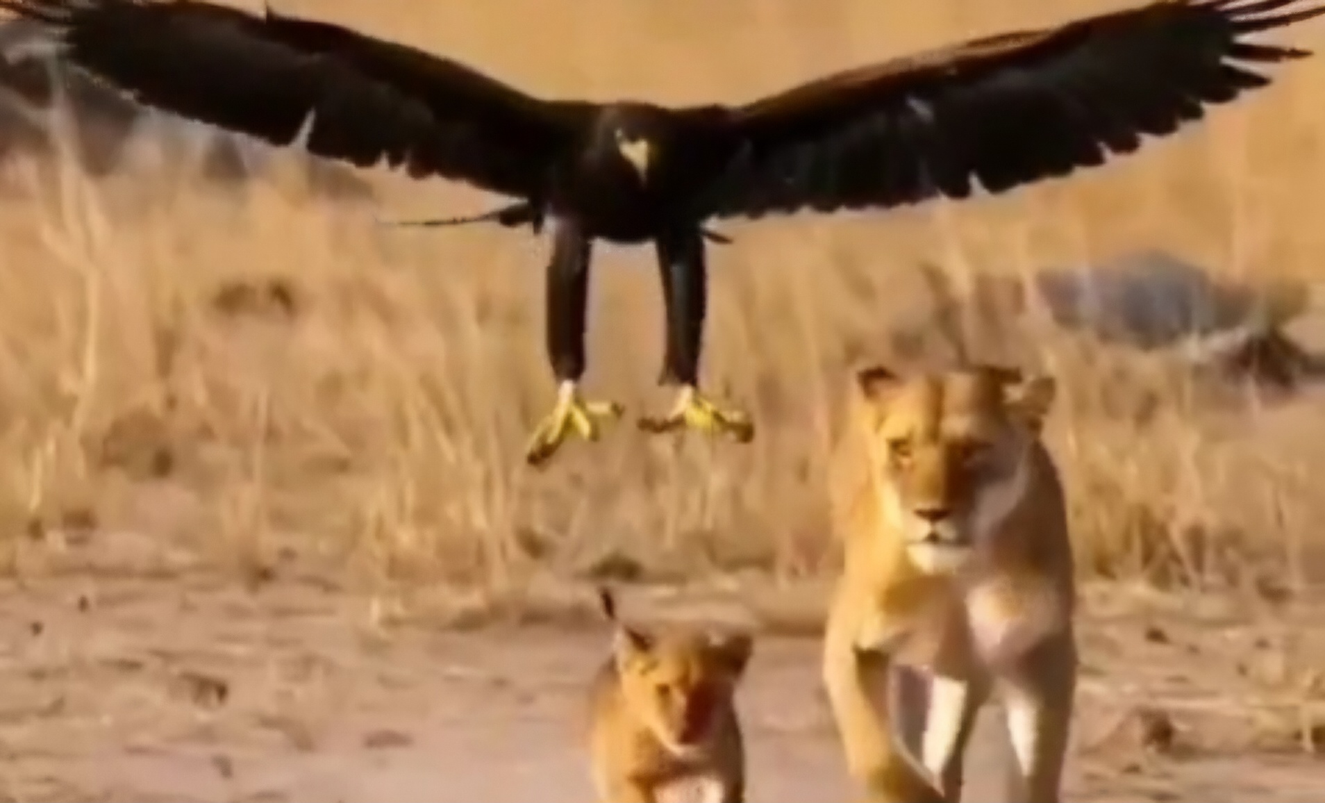 Aquila e leonessa Hamas e Israele