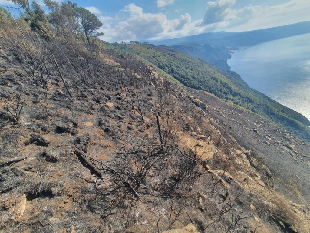 Incendio alberi piantumati Monte Tracciolino Palmi