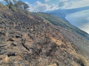 Incendio alberi piantumati Monte Tracciolino Palmi