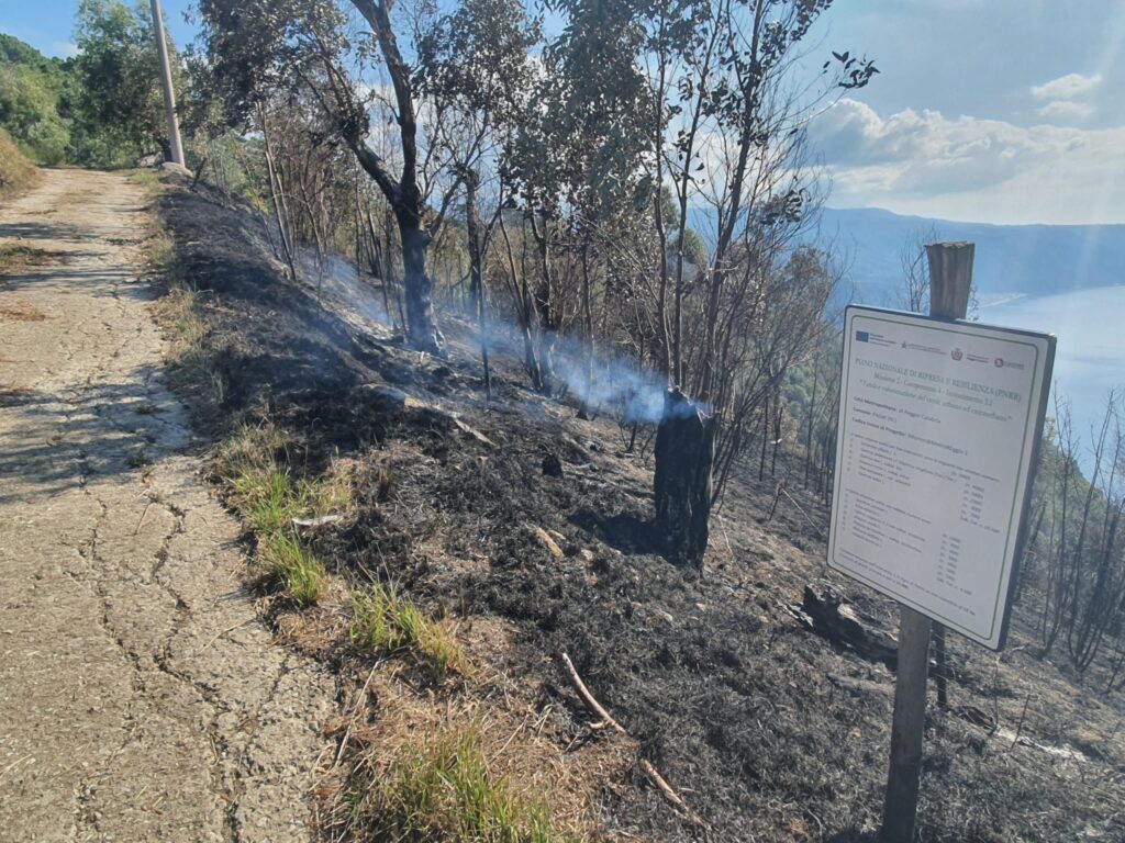 Incendio alberi piantumati Monte Tracciolino Palmi