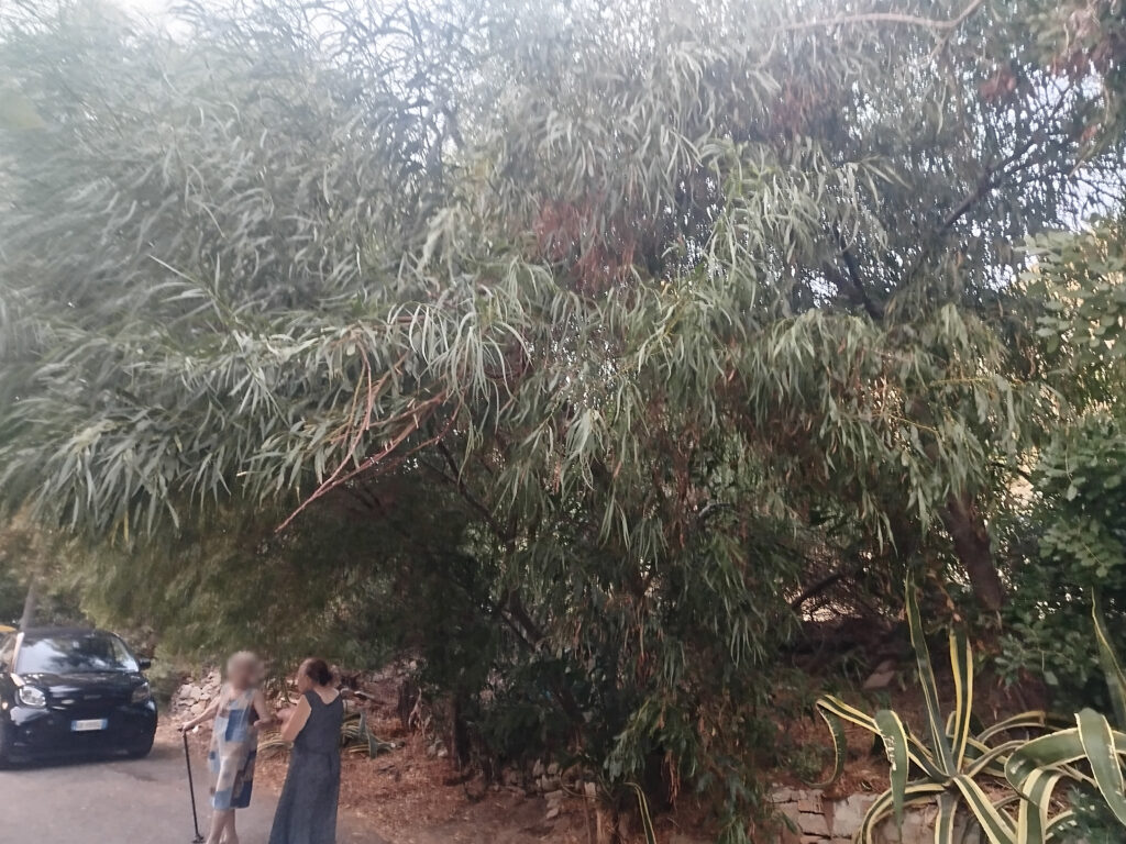 alberi pericolosi sulla ss 106 a lazzaro