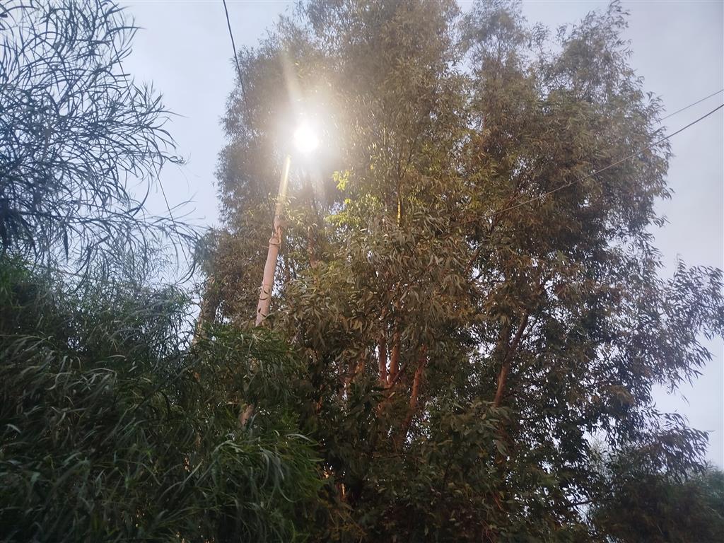 alberi pericolosi sulla ss 106 a lazzaro