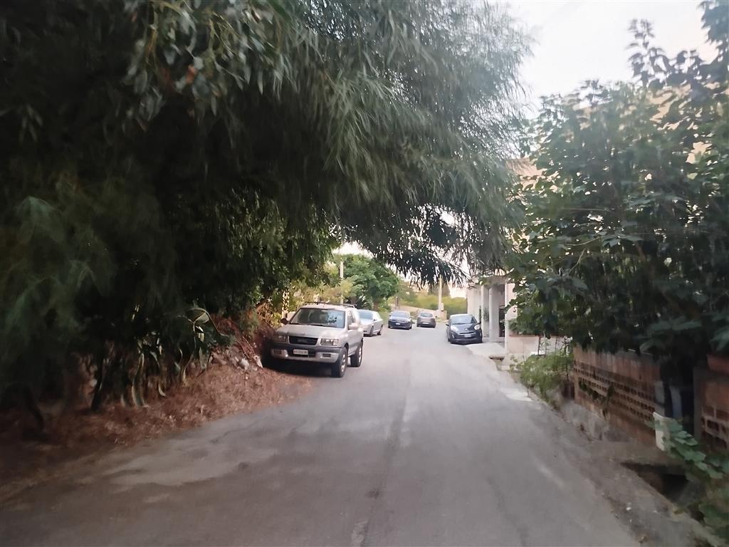 alberi pericolosi sulla ss 106 a lazzaro