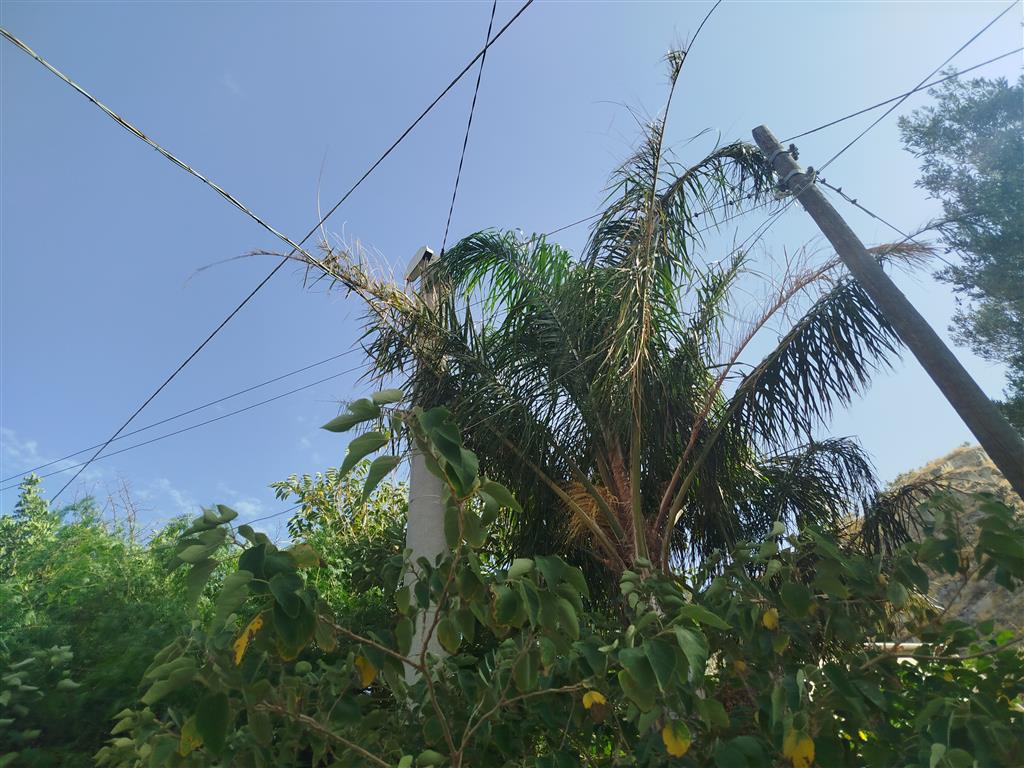 alberi pericolosi sulla ss 106 a lazzaro