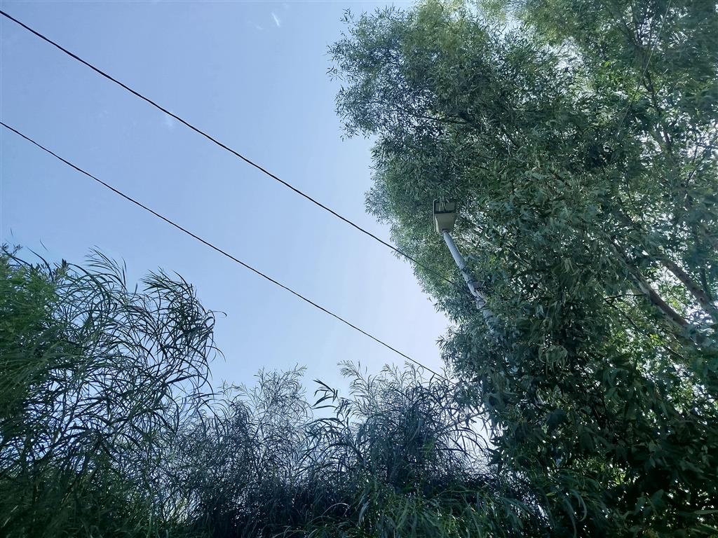 alberi pericolosi sulla ss 106 a lazzaro