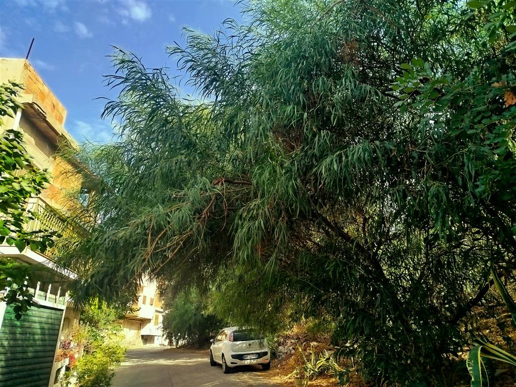 alberi pericolosi sulla ss 106 a lazzaro